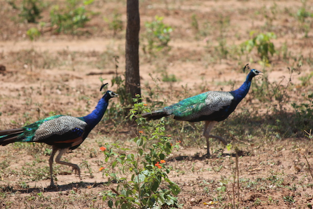 sri lankan peacock safari uda walawe sri lanka