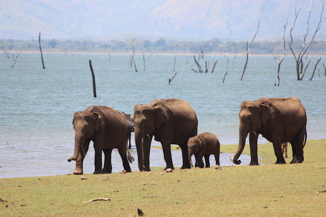 elephant safari uda walawe sri lanka