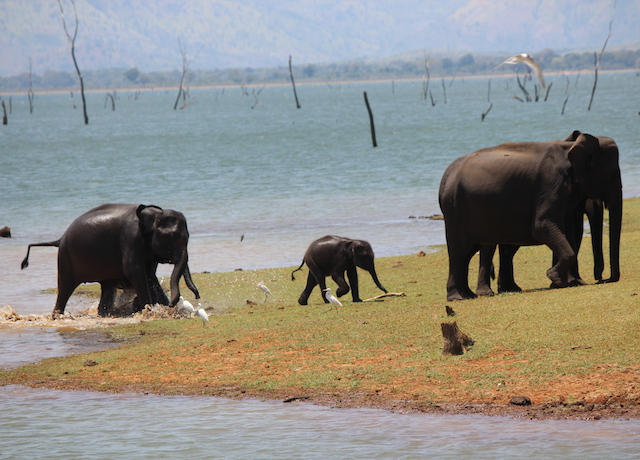 elephant safari uda walawe sri lanka