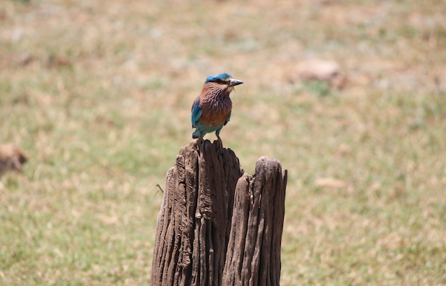 kingfisher on safari uda walawe sri lanka