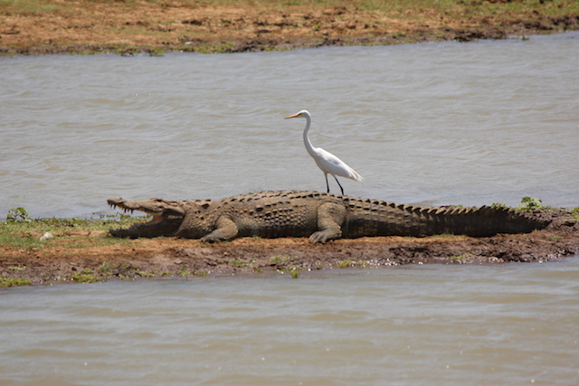 crocodile on safari uda walawe sri lanka