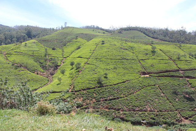 sri lanka tea 4