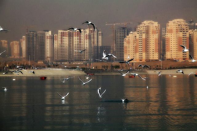 Seabirds at persian gulf lake_Photo by Amir Golipour