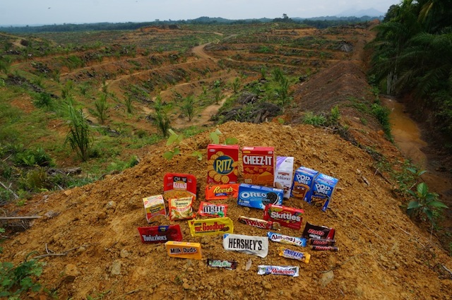 conflict palm oil plantation