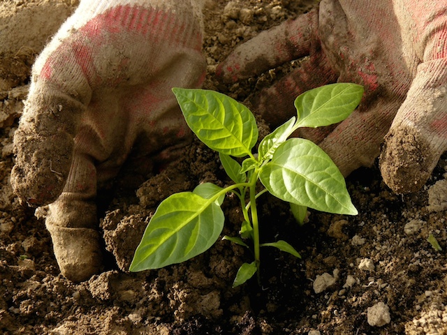 vegetable gardening app