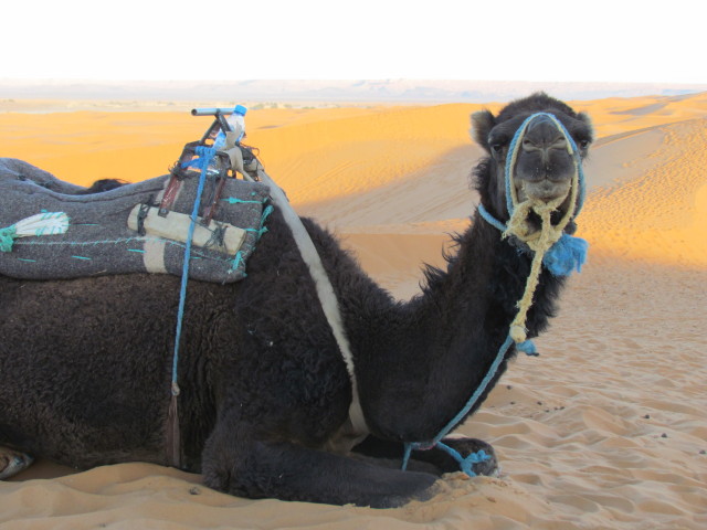 Camel-Morocco