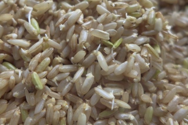 sprouted brown rice