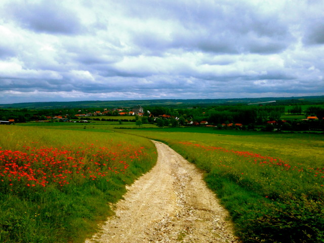 Poppy fields