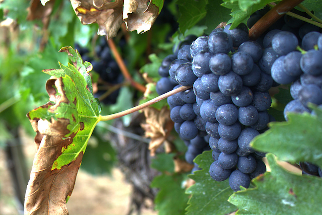 amalfi coast wine