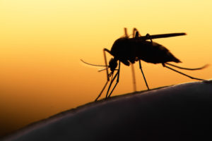 malaria in africa