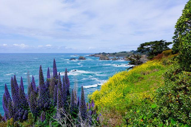 Mendocino coast