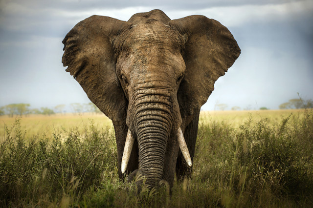 elephant photo