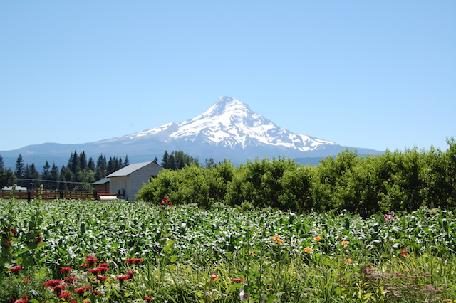 mt hood photo