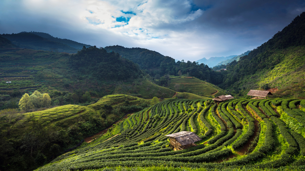 shutterstock_162156578