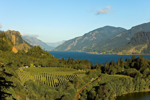 vineyard colombia river