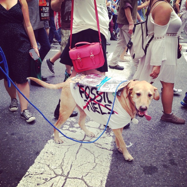 nyc peoples climate march  dog