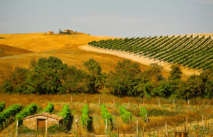 vineyard in tuscany