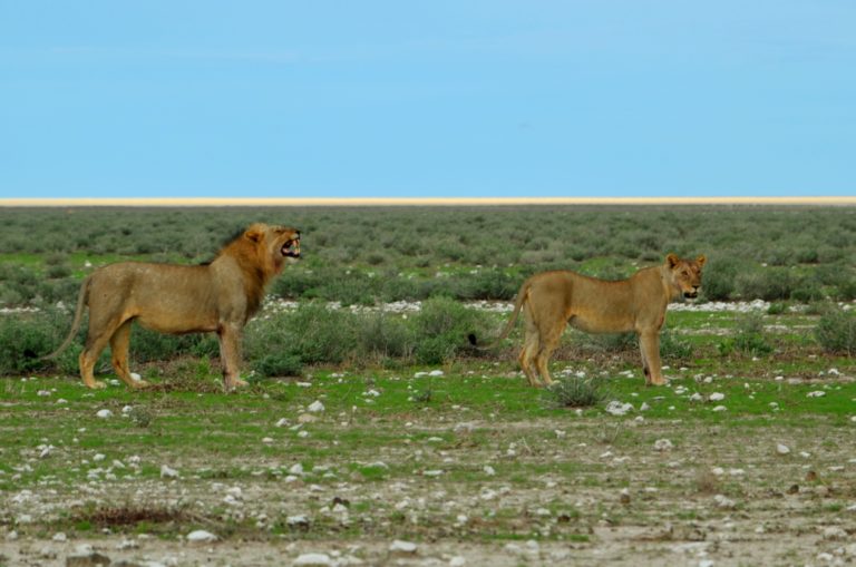 Estimated number of plant species in etosha image