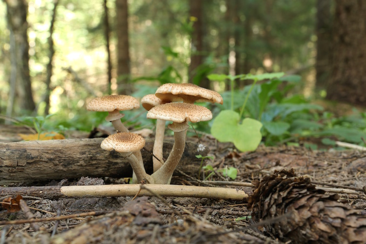 mushrooms can save the world