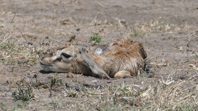 newborn gazelle maasai mara
