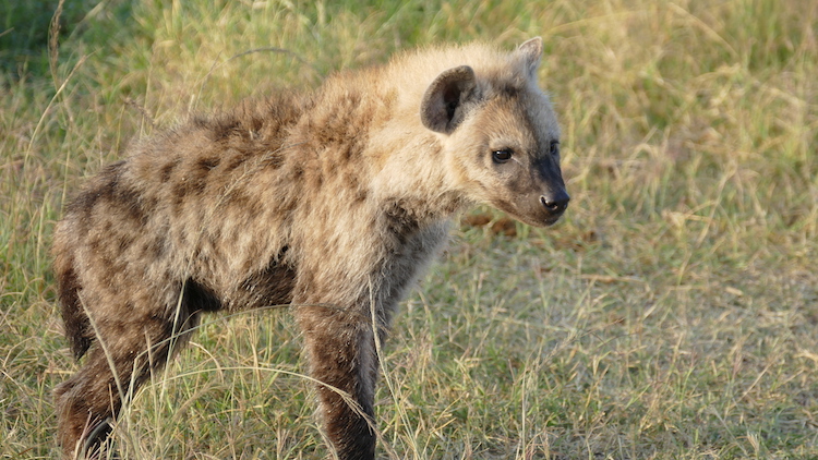 baby hyena maasai mara