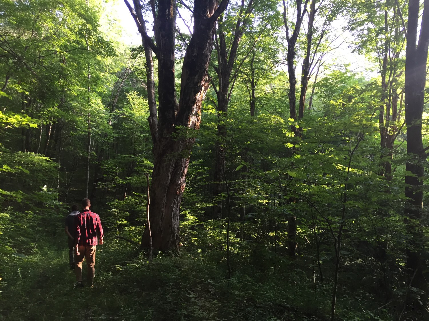 Hiking in Appalachia