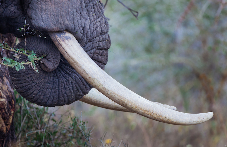 elephant tusks