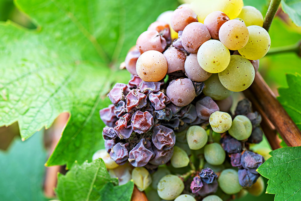 Tokaj-rotten-grapes-CROP