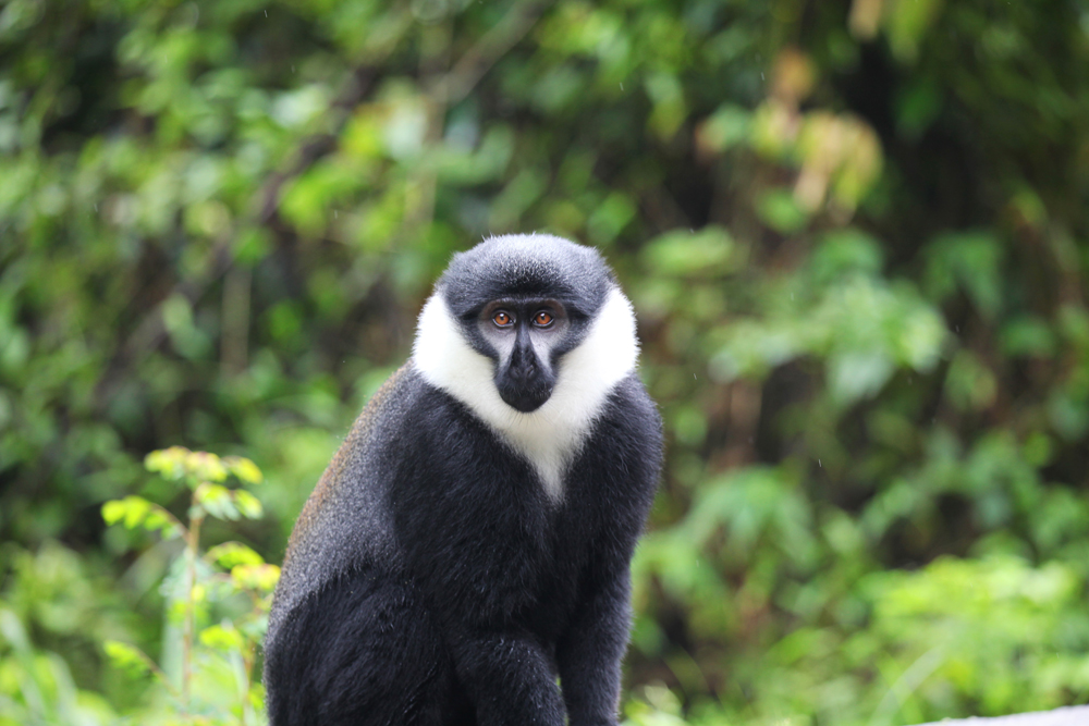 colobus_monkey