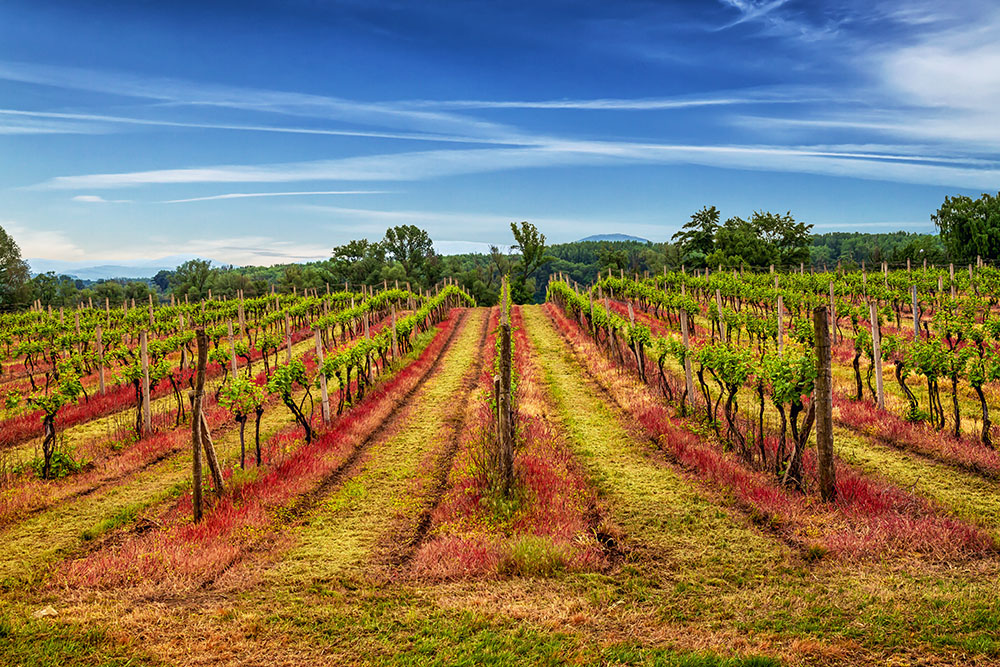 vineyards-of-tokaj-CROP