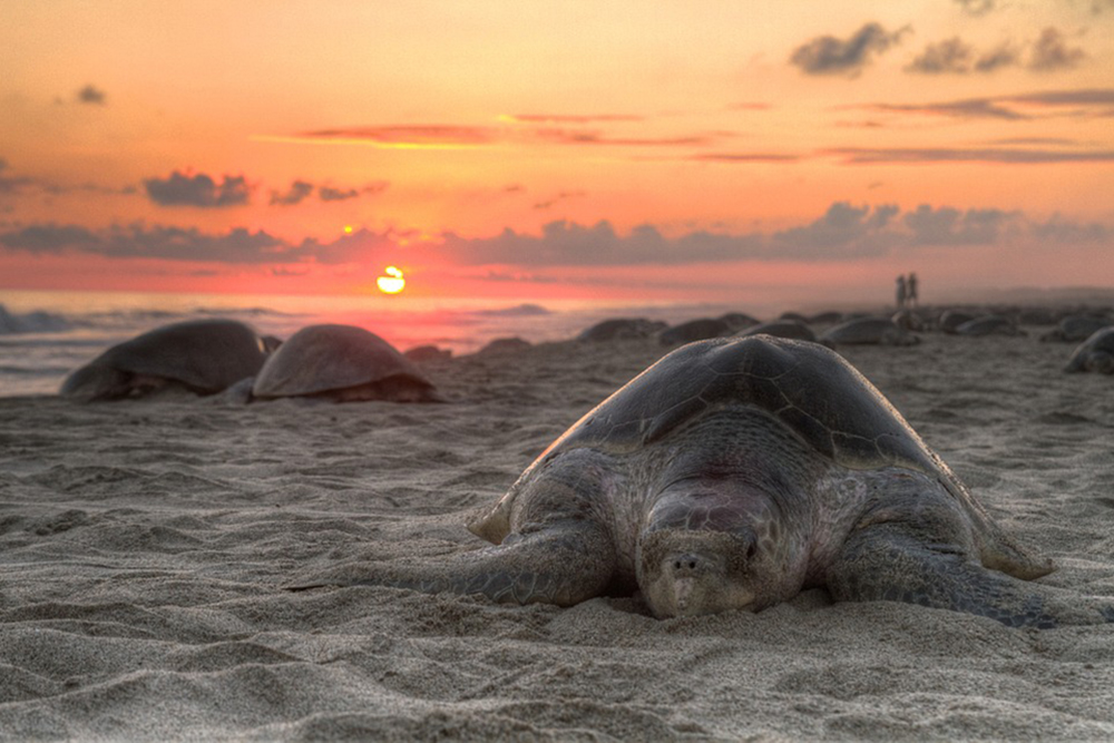 Sea_Turtles_At_Sunset