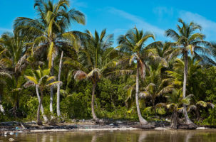 explore ambergris caye