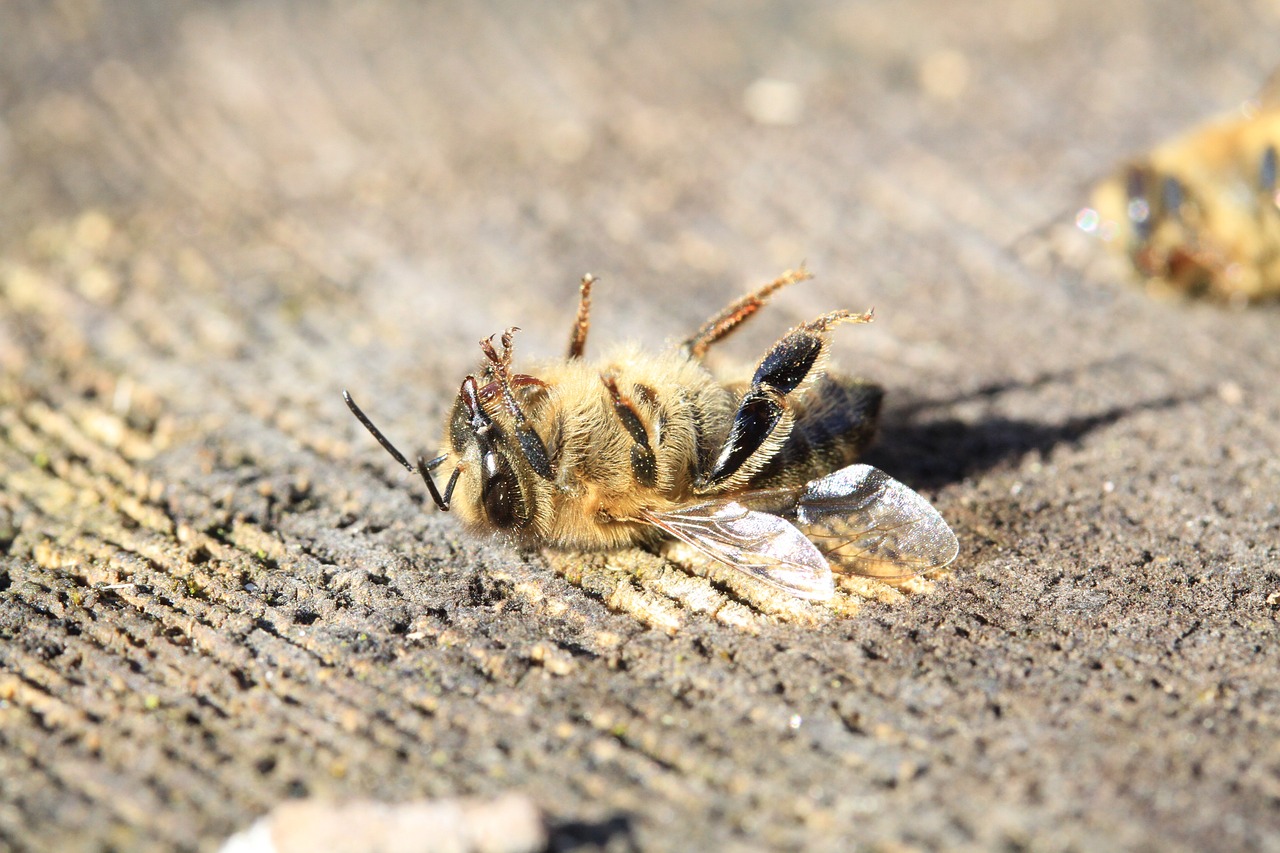 Bee dead from pesticides