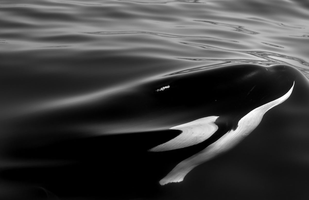 orca in the ocean