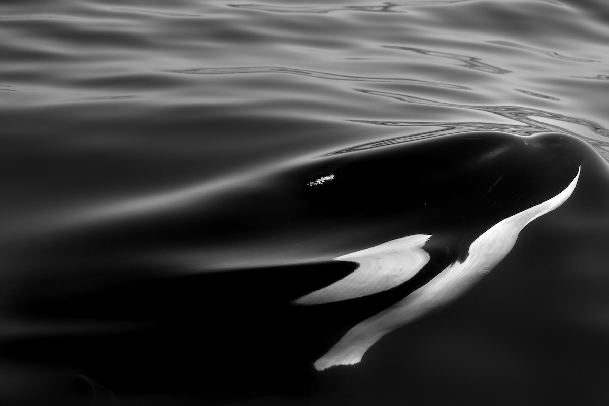 orca in the ocean