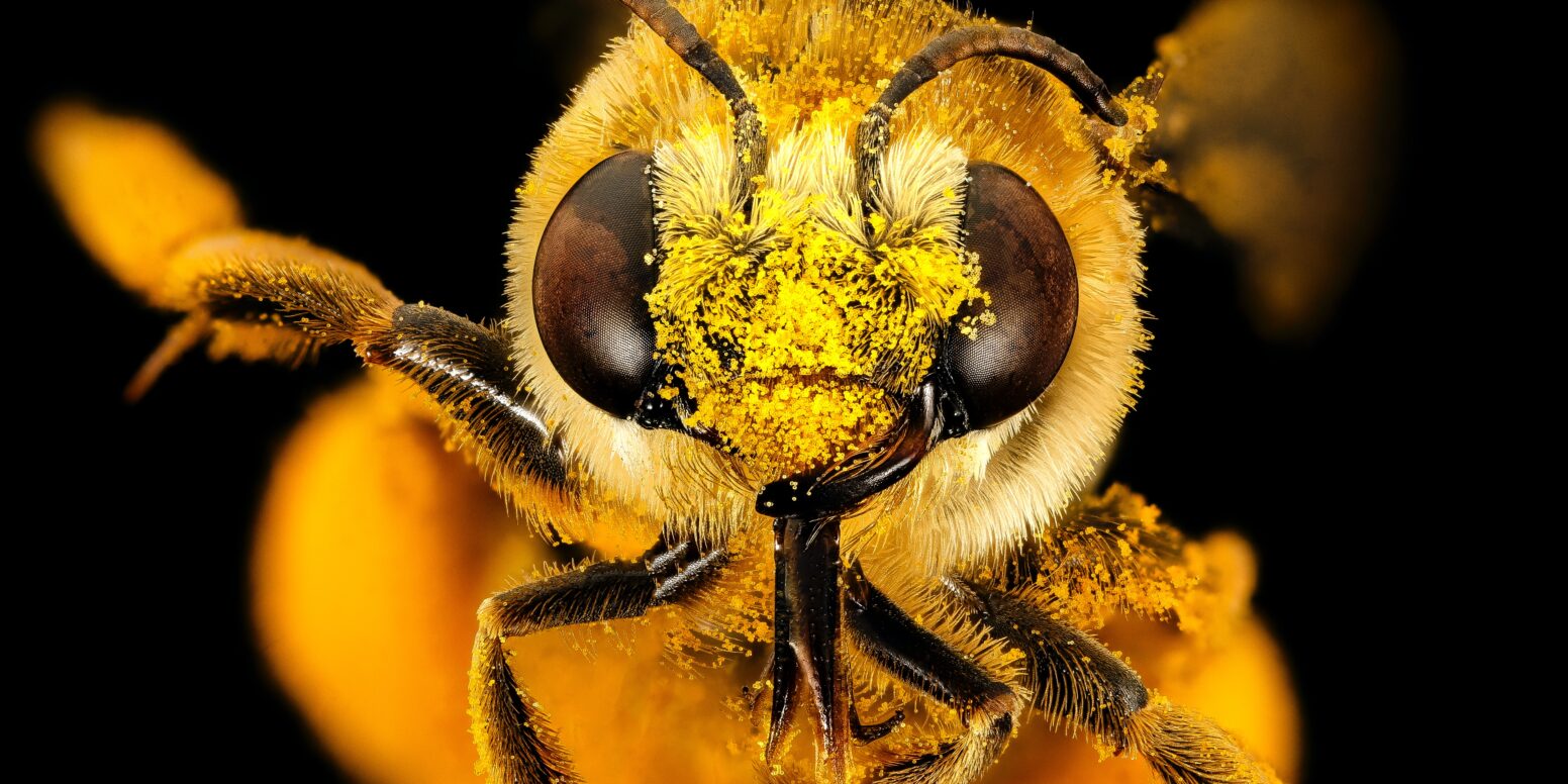 Best ways to help save the bees