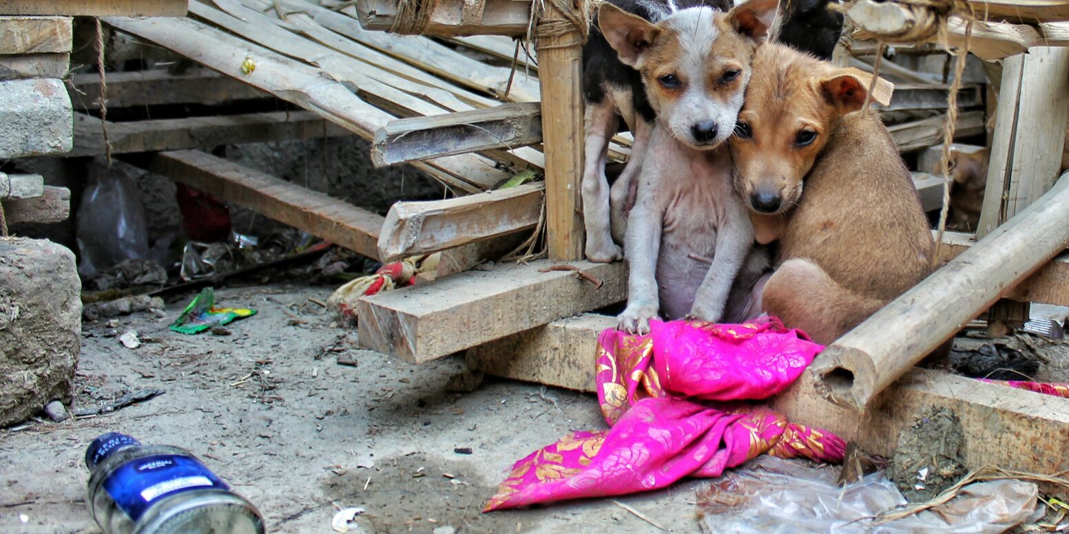 Buying a Dog at the Tijuana, Mexico Border