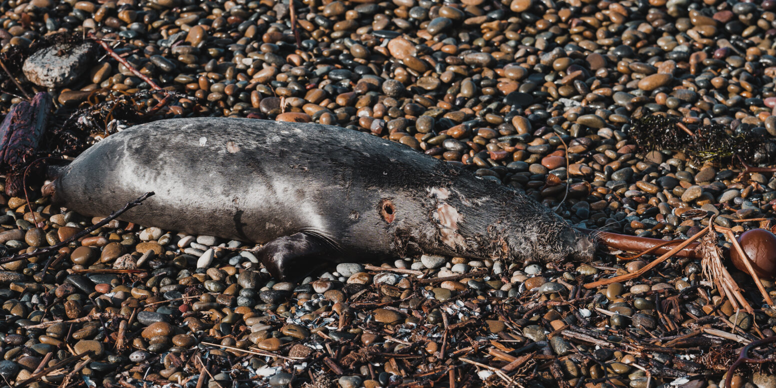 red algae bloom southern california 2023