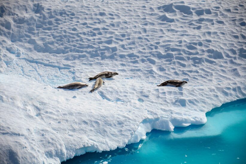 How to Experience Eco-Conscious Antarctica Travel