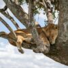 Wildlife Travel, Done Slowly: 5 Encounters Around the World
