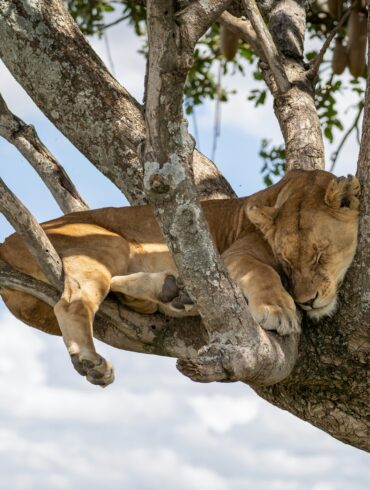 Wildlife Travel, Done Slowly: 5 Encounters Around the World