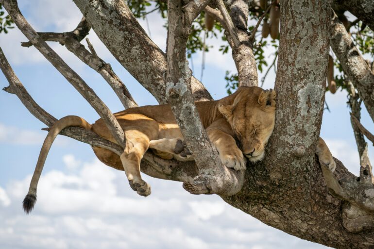 Wildlife Travel, Done Slowly: 5 Encounters Around the World